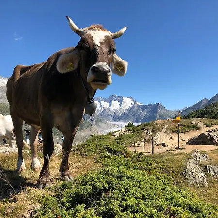 Alpenperle Daire